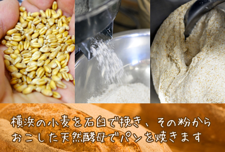 横浜小麦の酵母